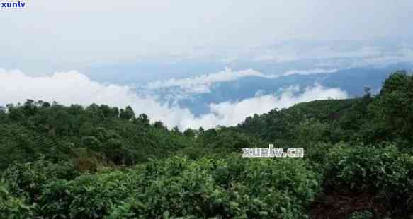 探索普洱茶著名山头的独特魅力