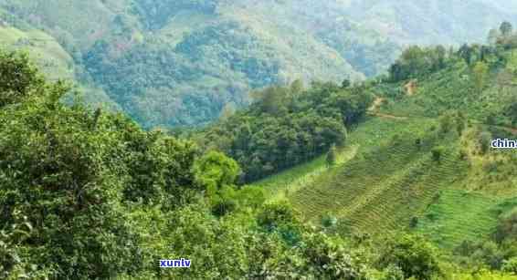 那些普洱山头转化好-普洱茶后期转化那个山头好