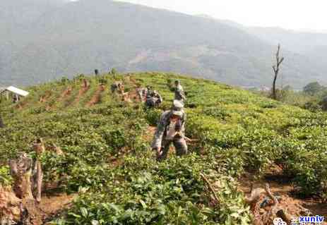 普洱茶六大山头与十大寨：探寻云南普洱茶的核心产区