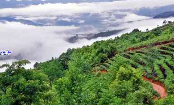 普洱六大山头十大寨是哪里：云南著名普洱茶产区景点指南