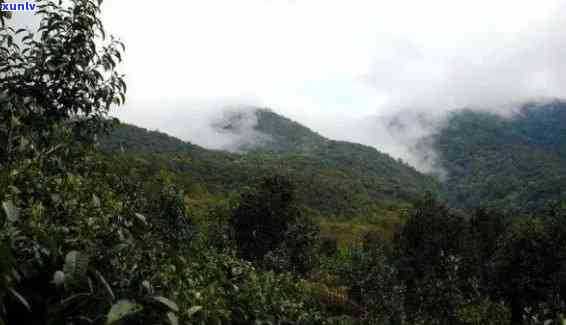 普洱六大山头十大寨是什么：普洱六大名山茶与云南六大山头普洱茶一览