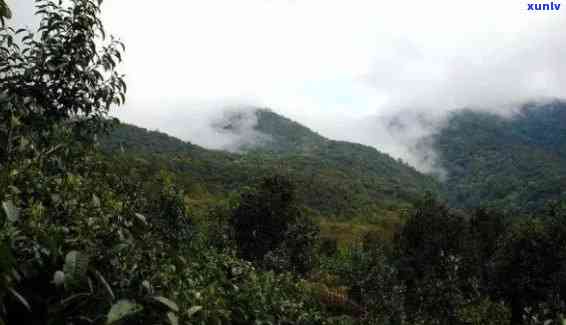 普洱六大山头十大寨-普洱六大山头十大寨是哪些