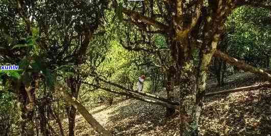 探秘老班章古茶园：亩数背后的千年茶文化