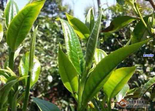 老班章古树纯料普洱生茶市场价格与春茶新茶口感体验