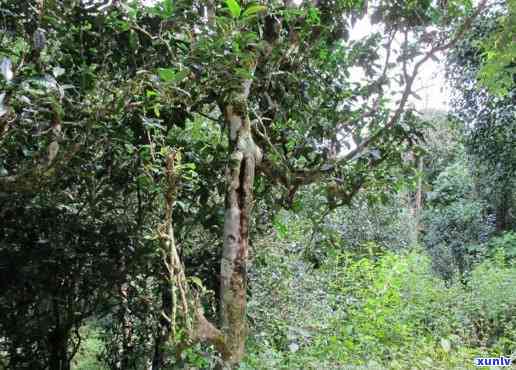 雷达山普洱茶口感特点及古树茶价值分析