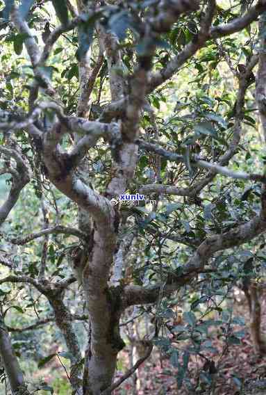 云南雷达山古树茶价格、口味特点及生茶概述