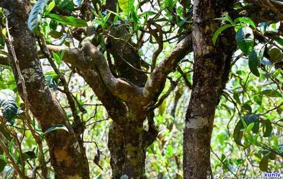 云南雷达山古树茶价格、口味特点及生茶概述