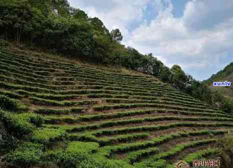 探究基诺山茶厂：普洱茶的价格与价值