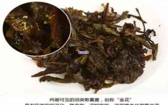 普洱生茶长生金花茶-长金花的普洱茶