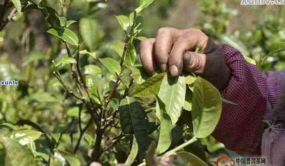 无量山普洱生茶的特点：价格、产区、古树茶品评