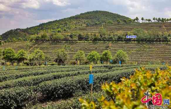 探寻双江七彩谷茶厂：秘境之中的茶香世界