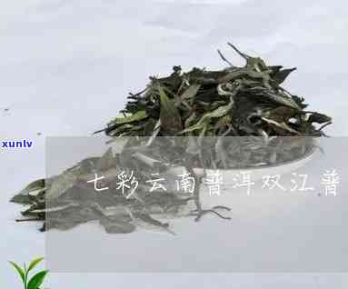 探究七彩双江大叶普洱茶的价格因素及其市场价值