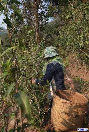 2014年份醉春秋如故普洱茶：品味岁月流转的茶香