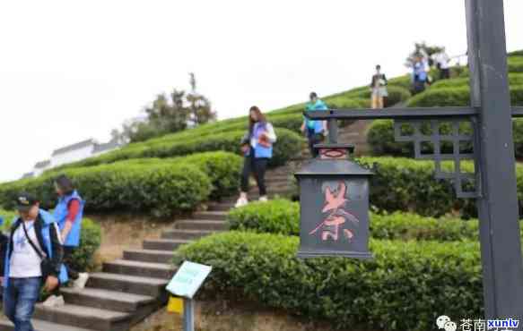 探寻茗山行普洱茶：稀世之珍，价格几何？