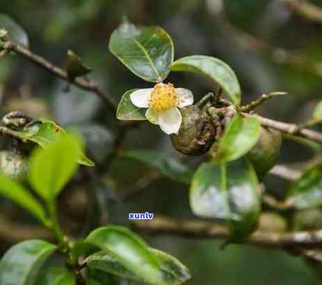 1968年生产的普洱茶砖价值与饮用安全性探讨