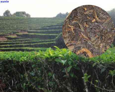 云南茶树王茶业勐海茶树王茶厂普洱茶官方价格及产品信息