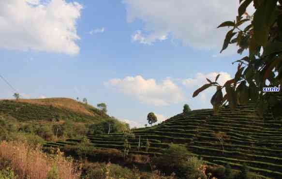 茶树王勐海普洱生茶-勐海茶树王普洱茶价格