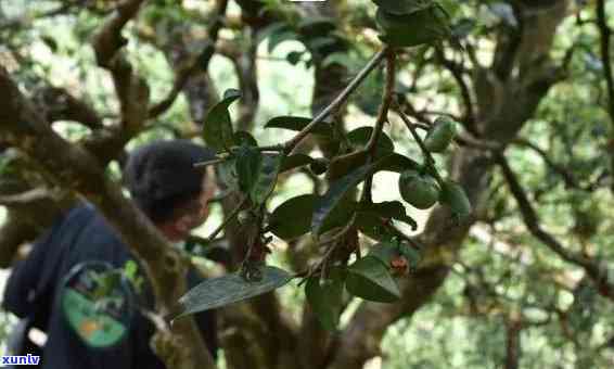 探寻天门山古树茶独特口感：深邃历韵味中的醇回