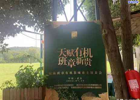 探索福海老班章古树饼茶：珍稀茶叶的韵味与价值