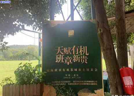 探索福海老班章古树饼茶：珍稀茶叶的韵味与价值