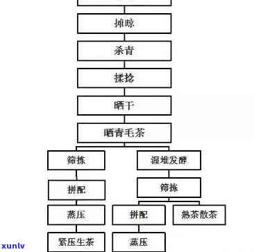 普洱生茶 *** 工艺流程全解析