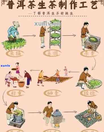 普洱生茶工艺 *** 过程：图片、视频、流程图解析