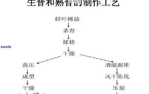 普洱生茶工艺 *** 过程：图片、视频、流程图解析