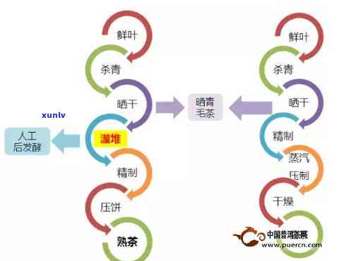 普洱生茶陈化原理：从陈化过程到原理图解