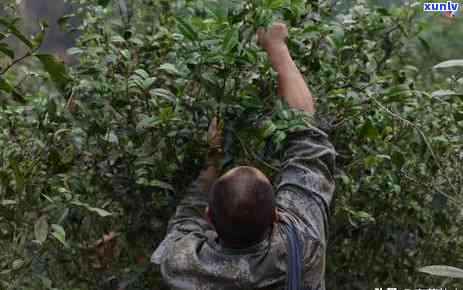 普洱生茶泡几次比较好？掌握泡茶次数与时间，品味醇厚茶香