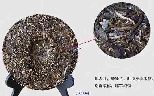 深入了解普洱生茶：一种独特的茶叶品种