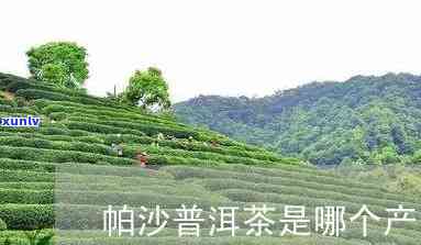 帕沙普洱茶是哪个茶区的与产品