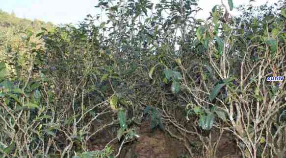 探究东半山普洱茶的独特风味与品质之谜