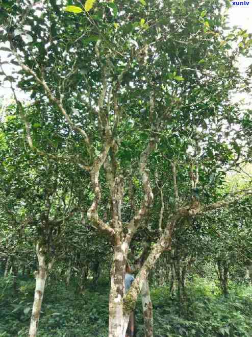 巴达山普洱生茶特点介绍：古树茶的独特风味