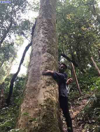 巴达山普洱生茶：特色与口感解析