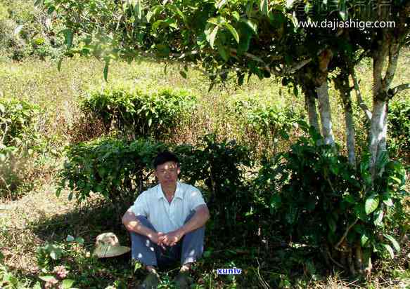 困鹿山普洱茶生茶19年价格多少一斤