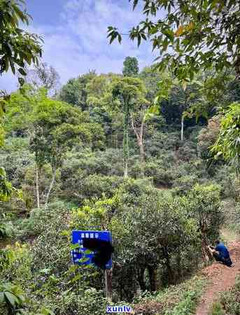 困鹿山普洱茶的特点：产地、口感、与景迈山的关联简述