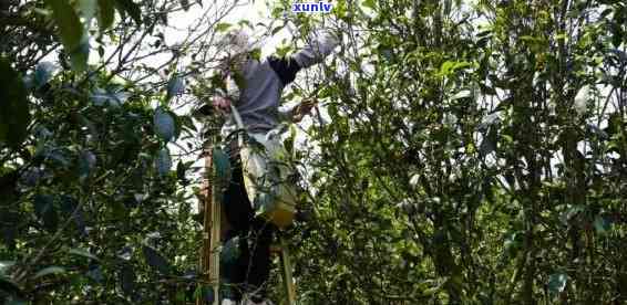 困鹿山普洱茶：来自普洱市的茶中珍品