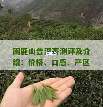 困鹿山普洱生茶特点-困鹿山普洱茶生茶多少钱一斤