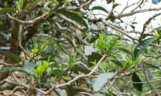 探究云南凤庆普洱茶的独特特点