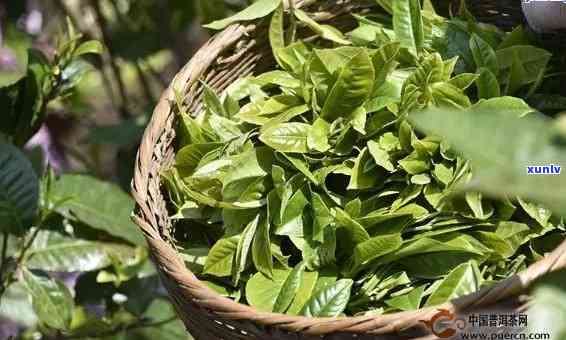 凤庆普洱生茶的特点-凤庆普洱生茶如何