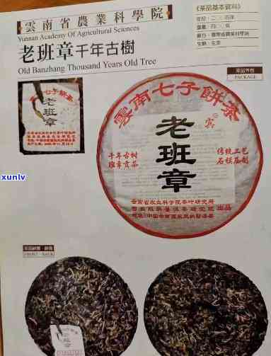 老班章茶厂直销：古茶珍品，班章为王，尽在直供