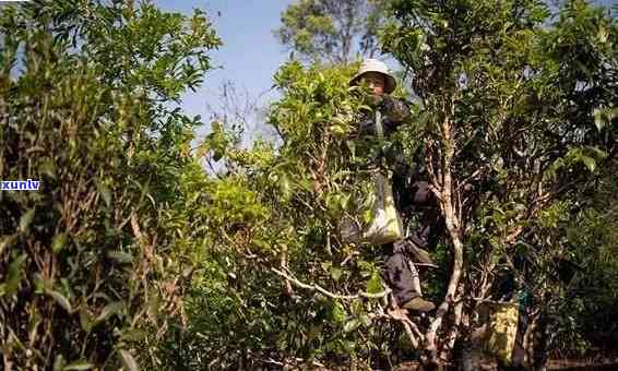 老班章茶区山头、位置、产量及所属公司概览