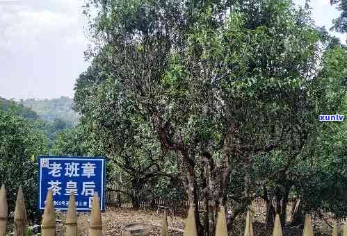 探索老班章老树茶厂：品味珍稀普洱茶的魅力