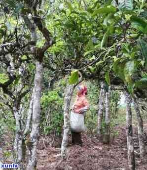 老班章村古茶树价格走势分析：稀有茶叶的高价值与市场需求