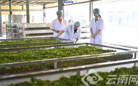 老班章村古茶树价格走势分析：稀有茶叶的高价值与市场需求