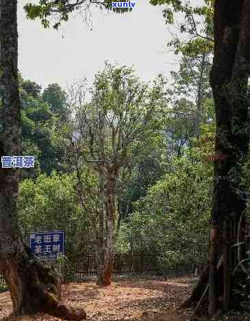 探索老班章村：千年古茶树的神秘魅力