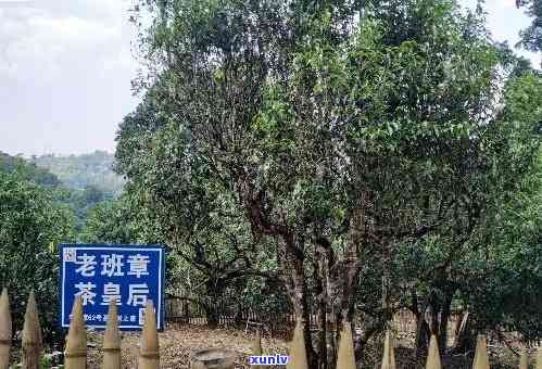 探索老班章茶独特风味与潜在益处