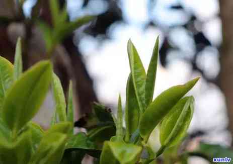 探寻百年老班章：古树茶香的传奇之旅