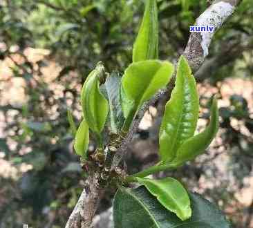 探寻单株普洱茶(生茶)的独特魅力与价值