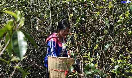 老班章茶厂直销：古树茶珍品，原产地直供，稀缺好茶限时抢购